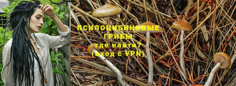 Галлюциногенные грибы Psilocybe  наркота  Аткарск 